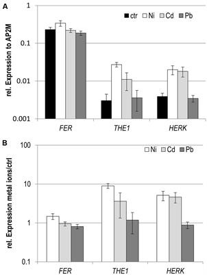 Role of CrRLK1L Cell Wall Sensors HERCULES1 and 2, THESEUS1, and FERONIA in Growth Adaptation Triggered by Heavy Metals and Trace Elements